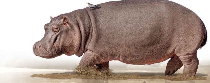 teste tes connaissances sur Les animaux dangereux