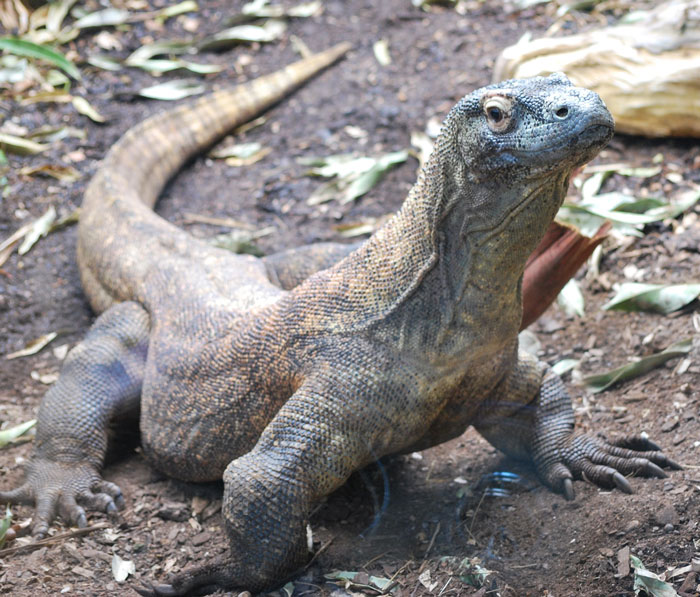 Il était une fois… les dragons