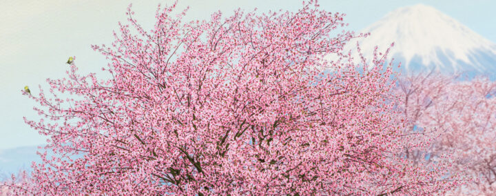 teste tes connaissances sur les arbres