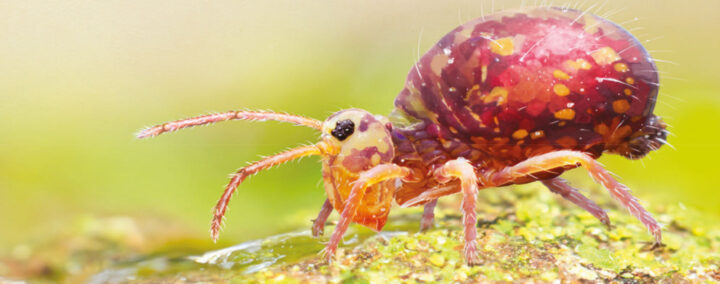 teste tes connaissances sur Les créatures microscopiques
