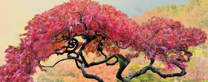 Crée ton arbre extraordinaire